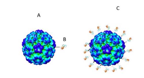 Cientistas brasileiros já trabalham numa candidata à vacina contra novo coronavírus