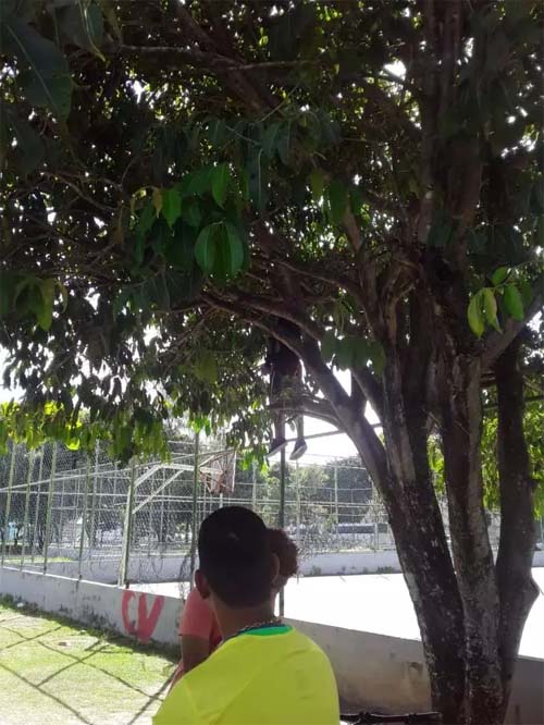 Corpo é encontrado em de árvore na praça da faculdade, em Maceió