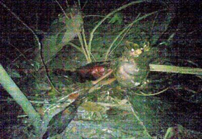 Corpo em avançado estado de putrefação é encontrado em canavial na AL 215