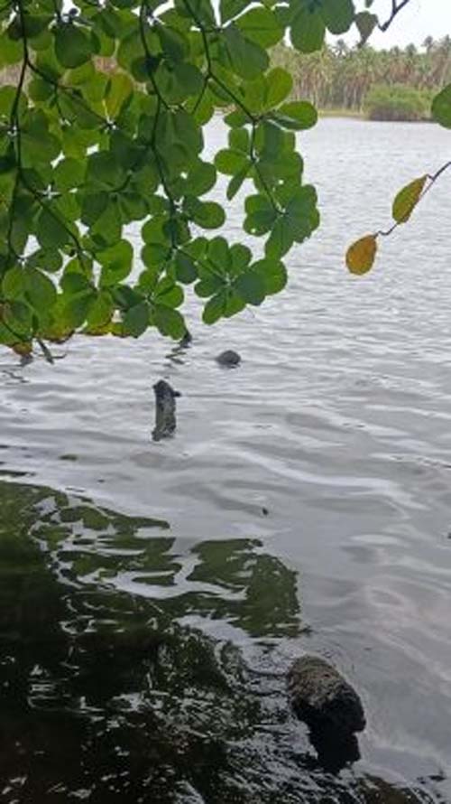 Corpo é encontrado boiando na lagoa Manguaba no povoado da Massagueira