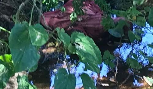 Populares encontram corpo boiando em riacho no sertão de Alagoas