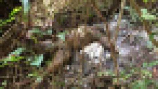 Antissequestro localiza corpo em mata que pode ser de servidor desaparecido