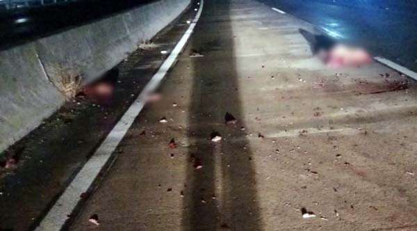 Corpo dilacerado é encontrado durante a madrugada na BR 101 em Campo Alegre