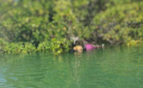 Corpo encontrado em lagoa pode ser de mulher desaparecida desde sábado (22)