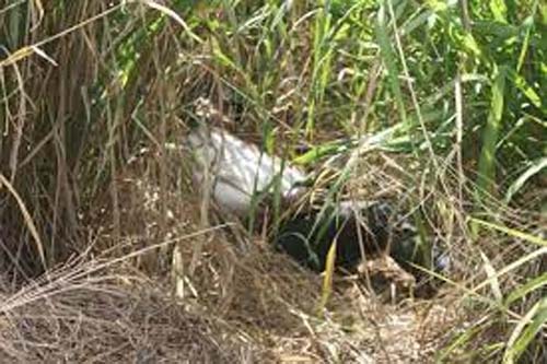 Restos mortais de idoso são encontrados por trabalhadores de fazenda