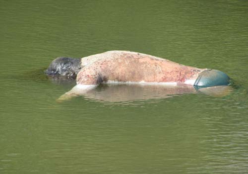 Populares acham corpo de homem boiando no rio Mundaú na periferia de União dos Palmares