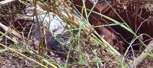 Corpos de jovens desaparecidos são encontrados em terreno baldio na zona rural de Traipu