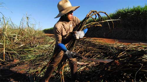 Brasil registra segunda maior safra de cana-de-açúcar, mesmo com queda na produtividade