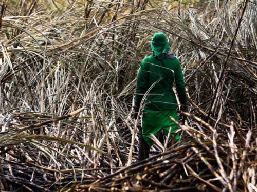 Fiscais flagram 840 trabalhadores alagoanos em regime semelhante à escravidão; 71 foi em União dos Palmares