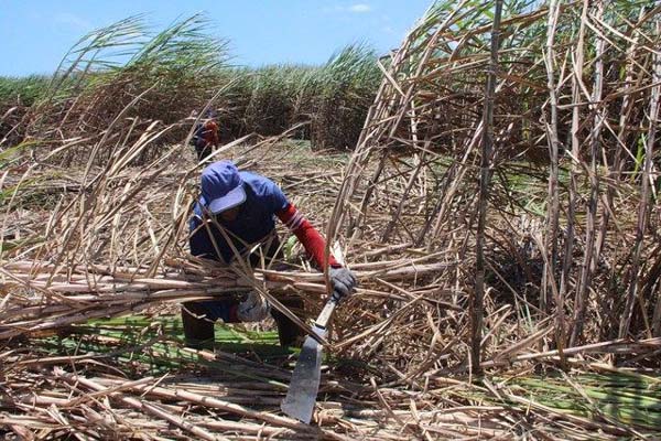 Agropecuária tem maior relação com trabalho escravo em Alagoas