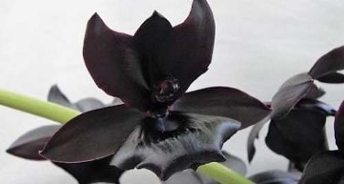 Dois mil candidatos brasileiros participarão de teste da vacina contra covid-19