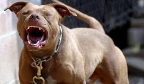 Lagoa da Canoa: mãe e filha são internadas após ataque de cães da raça pitbull