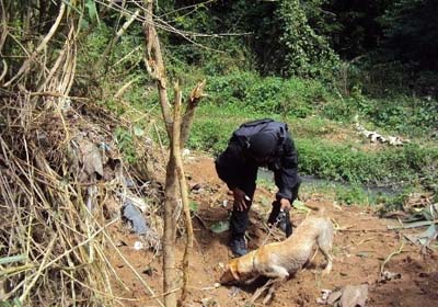 Após 2 dias perdida em canavial, criança é achada por cães farejadores no dia de seu aniversário