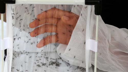 MPF quer multa para reincidente em criadouro do Aedes no interior de SP