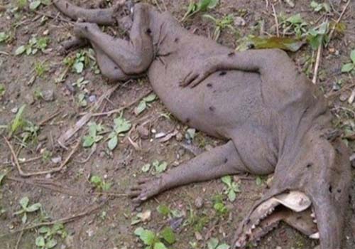 Criatura misteriosa assusta moradores de cidade venezuelana