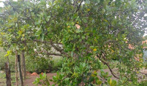 Corpo de jovem é encontrado em buraco após sair para ‘beber’ com amigos