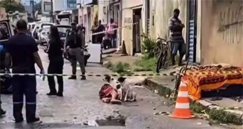 Cachorro fica ao lado de tutor assassinado e companheirismo chama a atenção