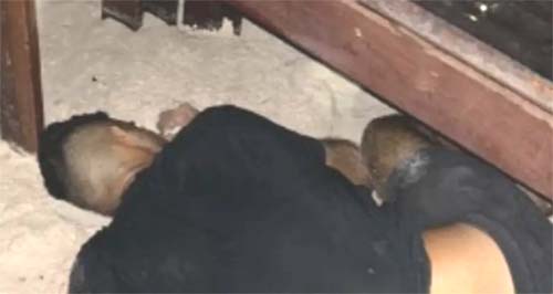 Funcionário de restaurante é morto a tiros na Praia do Francês