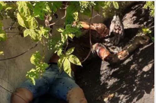 Adolescente é encontrado assassinado em cocheira de animais