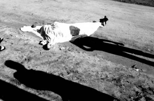 Briga entre vizinhos termina com homem assassinado na cidade de Taquarana