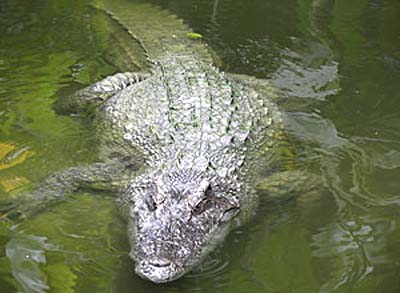 Qual a diferença entre jacaré e crocodilo? Descubra 