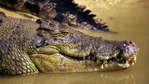 A busca desesperada por criança que desapareceu em águas com crocodilos