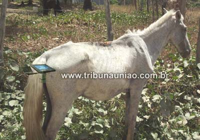 Animais abandonados põem em risco condutores de veiculos em União dos Palmares