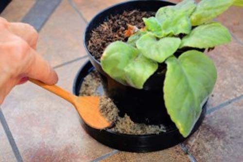 Verão pede cuidados reforçados contra o Aedes aegypti