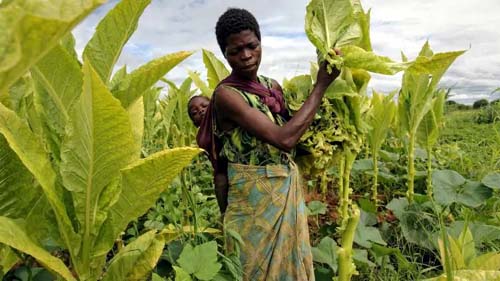 Cultivo de tabaco reforça nível recorde de insegurança alimentar, diz OMS