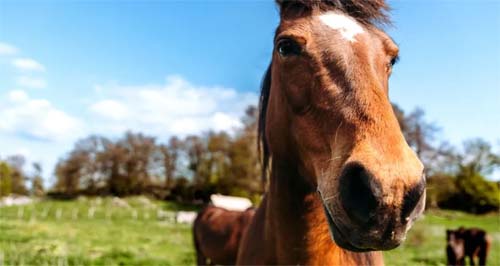 Alagoas já registra 65 mortes de cavalos após consumo de ração contaminada da Nutratta