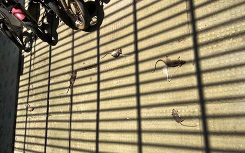 Policiais civis denunciam infestação de ratos em delegacia