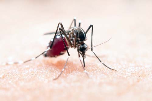 Ministério da Saúde instala centro de operações de emergência no país para monitorar situação da dengue