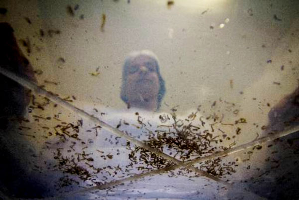 Pernambuco e Alagoas são dois estados com possibilidade de surto de dengue a partir de março