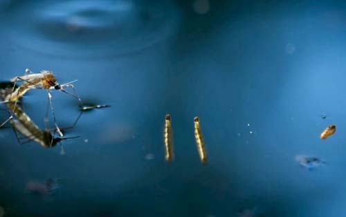 Maceió registra aumento de 266% nos casos de dengue, alerta SMS