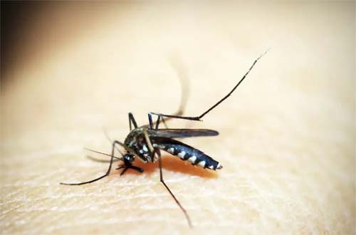 Brasil se aproxima de 6 milhões de casos e 4 mil mortes por dengue