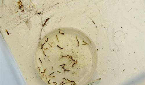 Alagoas Registra Redução de Casos de Dengue em 2025