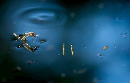 Casos de dengue em Alagoas cresceram 140% em junho