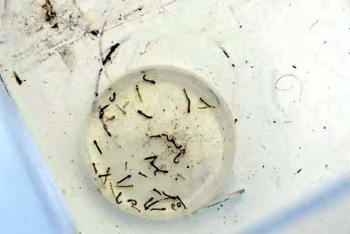 Após testar mais de 100 casos, Sesau identifica dois sorotipos da dengue no Estado