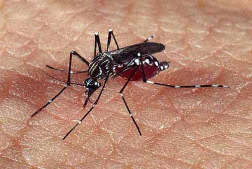 Sesau alerta sobre o período de preparação do combate à dengue no verão