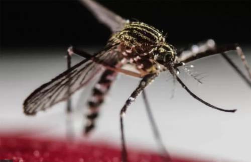 Quais os sintomas da dengue e como diferenciá-la da variante ômicron da covid-19