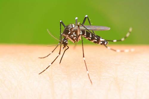 Alagoas registra aumento de 34,5% no número de casos de dengue
