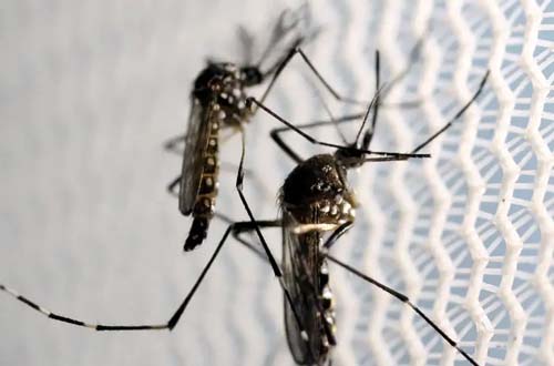 Dengue: 15 mortes são investigadas em Alagoas