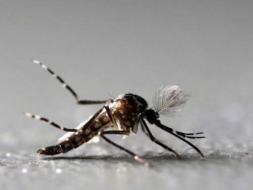 São Miguel dos Milagres intensifica combate ao mosquito da dengue
