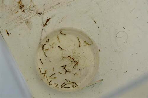 Casos Prováveis de Dengue Crescem em Alagoas