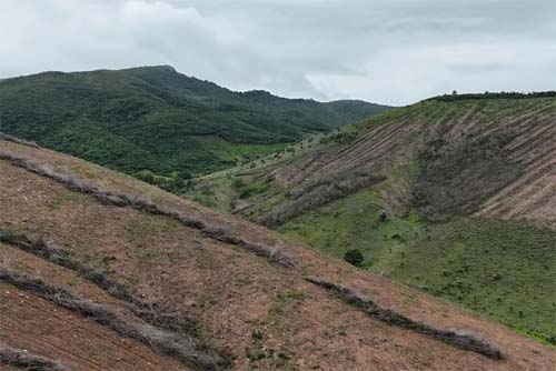 FPI flagra maior desmatamento já registrado em Alagoas; proprietário acumula R$ 14 milhões em multas
