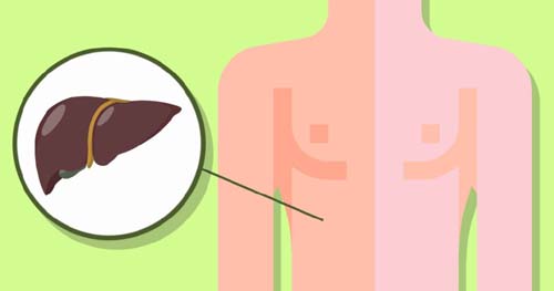 Avança entendimento do fígado gorduroso, doença ainda sem tratamento