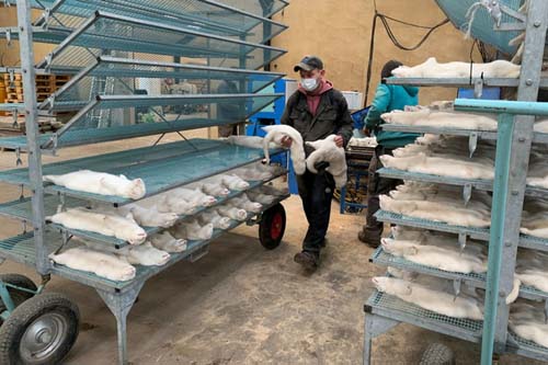 Dinamarca sacrificará 17 milhões de animais para conter variante do coronavírus que infectou humanos