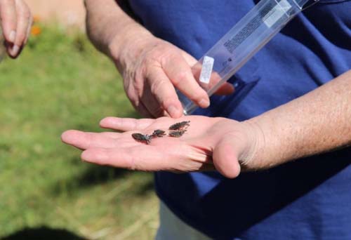 Surto de Doenças de Chagas em Pernambuco pode ser considerado o maior do Brasil