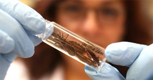 “Secretaria Municipal de Saúde alerta sobre os riscos da Doença de Chagas e a importância do diagnóstico precoce para prevenção”