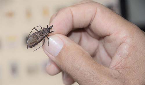 Alagoas tem registo de doenças de chagas nos 102 municipios